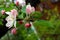 Apple tree flower with five delicate petals of white and pink color