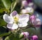 APPLE TREE FLOWER WITH PINK BUDS