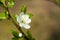 Apple tree flower on twig. Apple tree blossoming in spring.