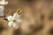 Apple tree flower on twig. Apple tree blossoming in spring.