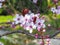 Apple tree flowers