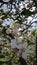 Apple tree flowers. Apple tree blossoming