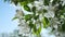 Apple tree flowers blossoming against blue sunny sky. Peaceful floral view