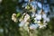 Apple tree flowers on a blurry background.