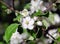 Apple tree flowers, fragrant white flowers in the garden