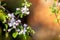 Apple-tree flowers in the light of the sunset. Lush spring bloom in the Siberian garden.