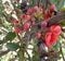 Apple tree flowers - Malus purpurea in the garden on natural background