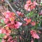 Apple tree flowers - Malus purpurea in the garden on natural background