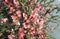 Apple tree flowers - Malus purpurea - in the garden on natural background