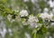Apple-tree flowers. Spring garden - Blooming Tree. blossom apple tree. Beautiful blooming of apple trees over blue sky in spring p