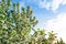 Apple tree flowers in spring on a sunny day. Spring landscape