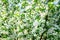 Apple tree flowers in spring on a sunny day. Spring landscape