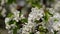 Apple tree flowers spring white awakening nature color early macro 4k video