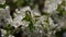 Apple tree flowers spring white awakening nature color early macro 4k video
