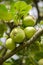 Apple tree in a forest in the Basque Country, Spain