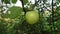 Apple on tree, found on a walk through the countryside in the United Kingdom