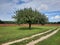 apple tree fruit orchards plantations mazovia poland