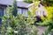 Apple tree with fruits on branch and background gable roof of front yard porch suburban house near Dallas, Texas, America