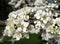 An Apple-tree in full blossom