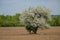 Apple Tree In Full Blossom Standing Alone In A Farm Field