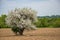 Apple Tree In Full Blossom Standing In The Middle Of A Farm Field