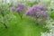 Apple-tree garden with pink and white blossoming trees in springtime. aerial photo