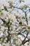 Apple tree in the garden. Spring blooming tree. Beautiful apple flowers on branch