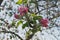 Apple tree in the garden. Spring blooming tree. Beautiful apple flowers on branch