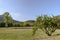 Apple tree and glade at santa Maria alla Croce abbey, Tiglieto,