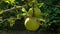 Apple tree with green apples close up in sunlight. Fresh yellow apple growing on branch in the garden colorful sunbeams.