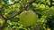 Apple tree with green apples close up in sunlight. Fresh yellow apple growing on branch in the garden colorful sunbeams.