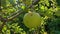 Apple tree with green apples close up in sunlight. Fresh yellow apple growing on branch in the garden colorful sunbeams.