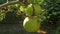 Apple tree with green apples close up in sunlight. Fresh yellow apple growing on branch in the garden colorful sunbeams.