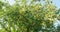 Apple tree with green leaves and unripe fruit at garden