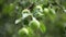 Apple tree harvest, green apples