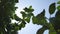 Apple tree harvest, green apples on sky background