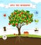 Apple tree infographic