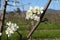 apple tree. Insects pollinate flowers