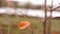 Apple tree with last brown leaf in winter garden.