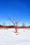 Apple tree without leaves on snowy meadow with bushes, winter landscape, blue sky