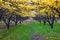 Apple tree orchard bright yellow autumn fall leaves in Provo Utah County along the Wasatch Front Rocky Mountains.