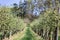 Apple tree orchard with grass path, Czech landscape