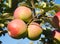 Apple tree orchard paula red