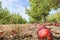 Apple Tree Orchard Rows in Autumn with Fallen Apples