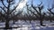 Apple Tree Orchard in Winter, Bio Fruits Farm in Snow, Sun Rays in Branches