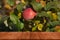 Apple tree over old dark wooden table or board. Leaves like natural background. Collage. Selective Focus