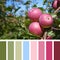 Apple tree palette