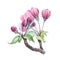 Apple tree pink flowers on a twig watercolor image. Blooming cherry hand draw element. Apple blossom with tender petals green leaf