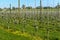 Apple tree plantation with young trees