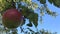 Apple tree with red apple swinging in the wind close up in sunny summer day. Red apple grow on a branch. Blue sky